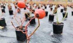 Krzew róży z owocami na tle przygotowanych do sadzenia roślin