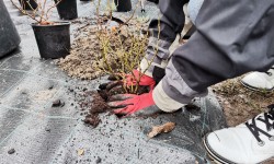 Wkładanie krzewu róży do wcześniej wykopanego dołu