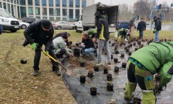 Grupa osób kopiąca doły dla krzewów róż