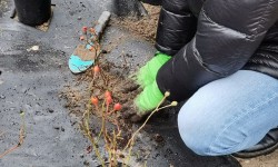 Wkładanie krzewu róży do wcześniej wykopanego dołu