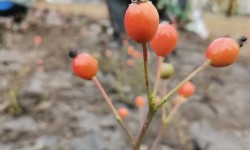 Krzew róży z owocami na tle osób wykonujących nasadzenia